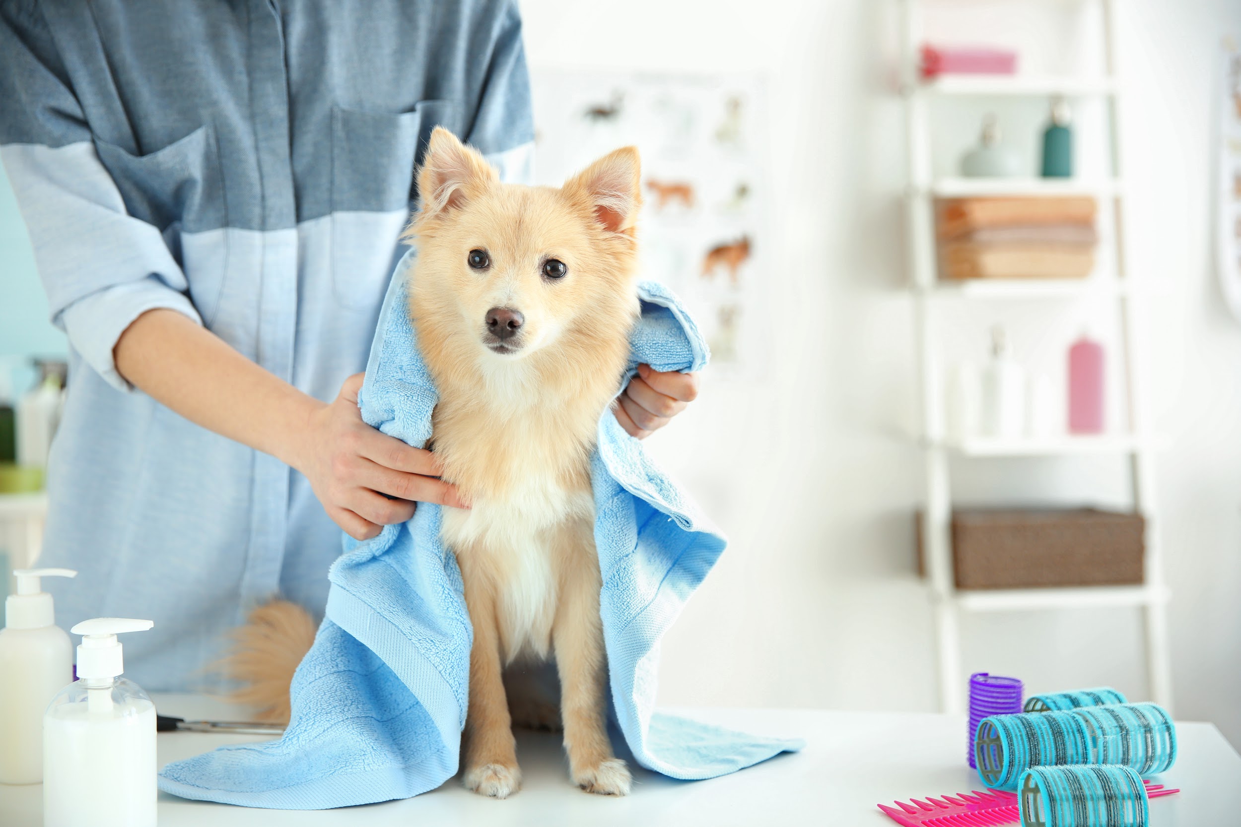 How to Create a Successful Pet Grooming Business How to Create a Successful Pet Grooming Business